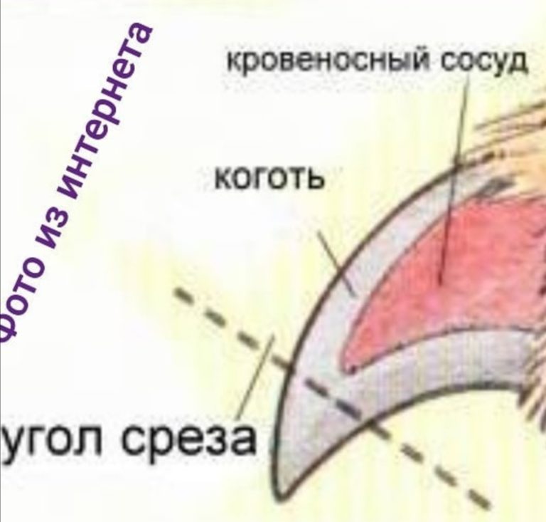 Как подстричь когти йорку в домашних условиях фото пошагово правильно